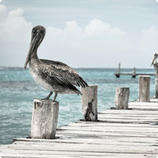 无需设置直用的ddos在线攻击